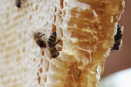 蜜蜂蛰了怎么快速消肿止痛(蜜蜂蛰了怎么快速消肿止痛？)