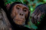 南宁动物园回应“丢那猩”走红 被指责未保障野生动物福利