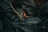 神奇的亚美蝶，颜值与智商兼备