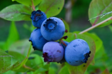 蓝莓素：护眼的天然宝藏