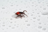 蟑螂的药用价值：不行忽视的小小生物
