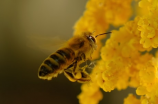 蜂窝组织与蜜蜂之间的关系