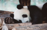 四川神兽：大熊猫是四川最著名的神兽