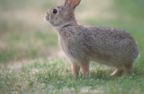 兔子的英文是什么？你知道吗？